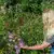 Ecologisch medewerker Ingrid